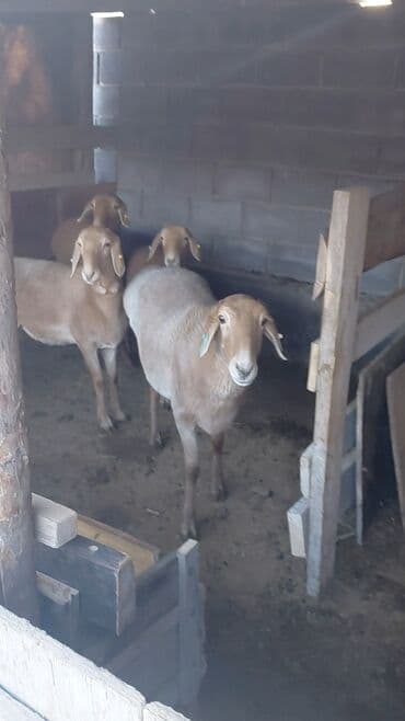 кролик ош: Продаю | Овца (самка), Ягненок | Арашан, Полукровка | На забой, Для разведения | Котные, Матка, Ярка — 1