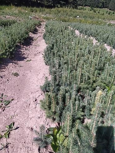 Бакча эмереги: Көчөттөр дарактардын: Карагайлар — 5