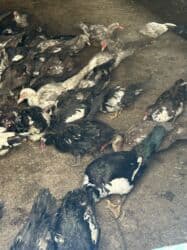 когучкон бишкек: Индоутки 57 голов — 9