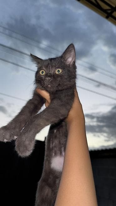 кошка котёнок: 🩷🩷Милый котик ищет дом и любищего хозяина🩷🩷🩷 Очаровательный чёрный — 2