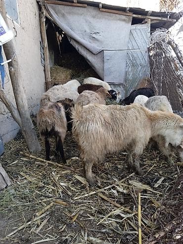 ечки кой: Продаю | Ягненок | Полукровка | Для разведения — 8