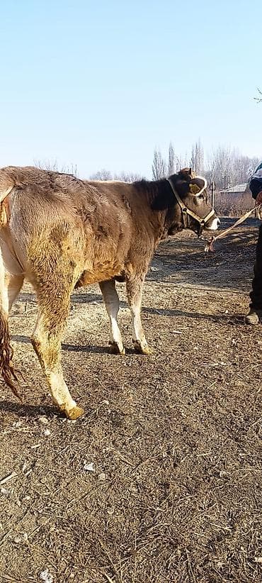 в хорошие руки собаку: Продаю | Тёлка | Полукровка | Для разведения | Нетель — 2