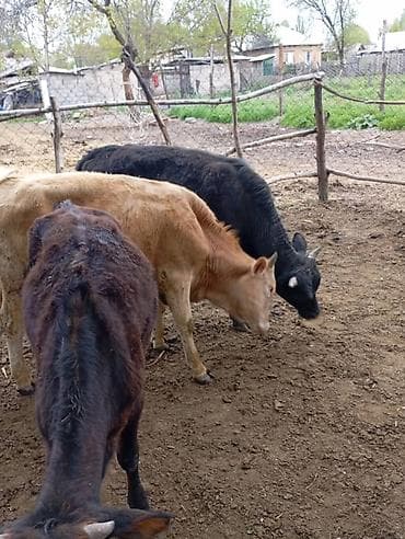 Үй жаныбарлары: Сатам | Бука (эркек) | Бордоп семиртүү үчүн — 7