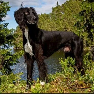 Тайган, 1 год, Самец