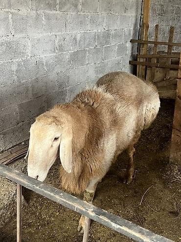 страус цена: Продаю | Овца (самка) | Для разведения — 2