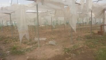 дом в аренду для свадьбы: Продаю Теплица, 21 соток, Действующий, С оборудованием, Отопление — 3