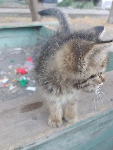 кошка пушистая: Кошка даром: Беспородная, 6 месяцев, Девочка, Метис — 3