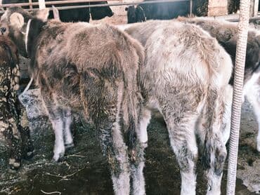 продам бу оборудование для птицефабрики: Продаю | Бык (самец) | Швицкая, Симментальская, Аулиекольская | На откорм — 21