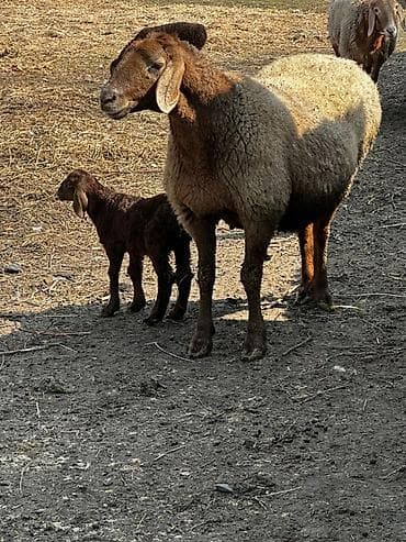 кок бору ат: Продаю | Овца (самка), Баран (самец) | Арашан | Для разведения | Матка — 10