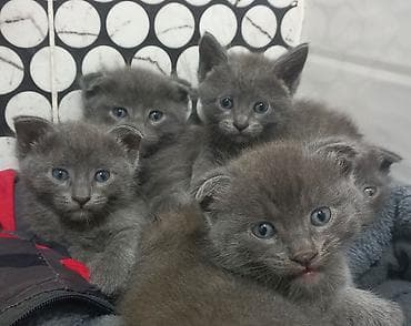 cane corso: Скотиш Фолд (Шотландская вислоухая), 1 месяц, Мальчик, Серый, Приучена к лотку — 2