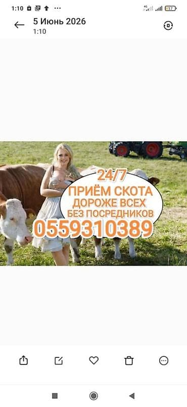 кассавый ящик: Частное лицо : Коровы, быки, | Круглосуточно — 1
