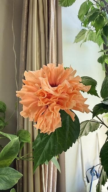 Гибискус китайский (Hibiscus rosa‑sinensis), сорт с махровыми крупными