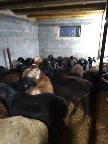 собака долматинец: Продаю | Овца (самка) | Меринос | Для разведения | Матка — 9