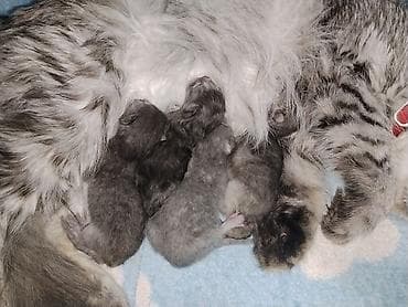 Продажа кошек: 🐾 Открыто бронирование на шотландских котят! 🐾 Наша чистокровная — 4