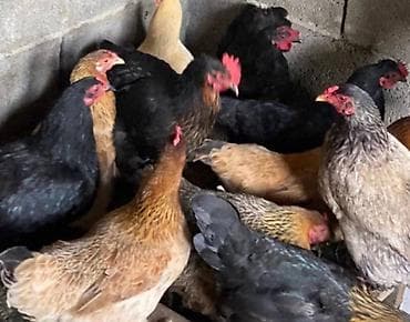 стебли кукурузы: Продаю | Куры, Петух | Домашняя, Кучинская | На забой, Для разведения, Несушки — 7