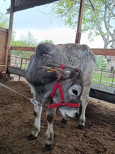 кошки британский: Продаю | Музоо, торпок | На откорм | Привязанные — 3