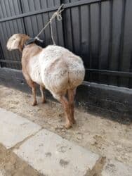 хомяк домашний купить: Продаю | Баран (самец) | Для разведения | Племенные — 3