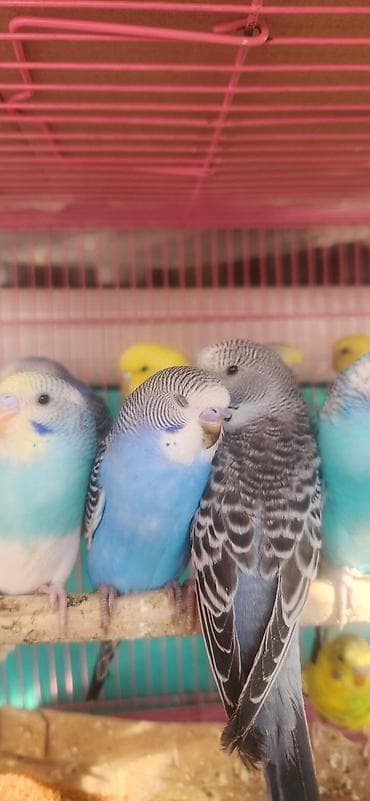 отдам попугая: Волнистые попугаи различных окрасов - Разнообразные окрасы: голубые — 1