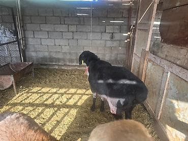 Иттер: Сатам | Кочкор (эркек) | Көбөйтүү үчүн | Жасалма жол менен боозутуу — 7