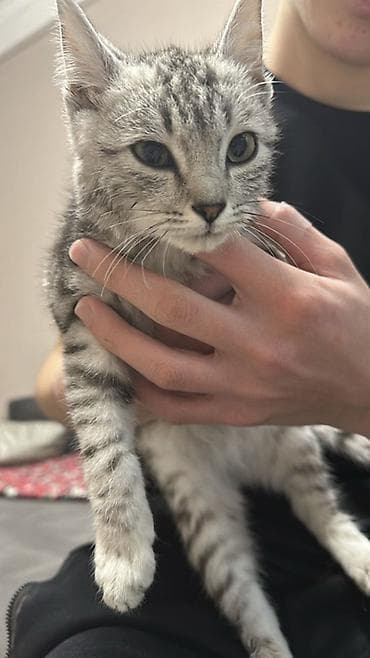 Мышык бекер берем: Орус көгүлтүр, 5 айлык, Ургаачы, Ак — 2