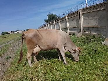 Животные: Продаю | Корова (самка) | Для молока — 4