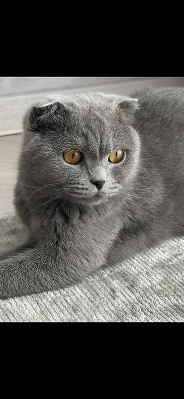 Продажа кошек: Скотиш Фолд (Шотландская вислоухая), 3 года, Девочка, Голубой, Приучена к лотку — 3