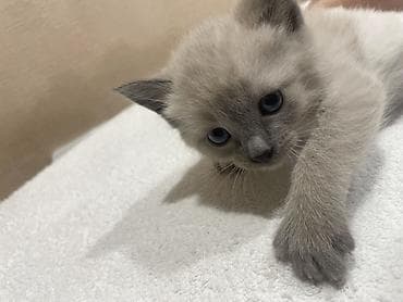 fish eye: Сиамская, 1 месяц, Мальчик, Метис — 2