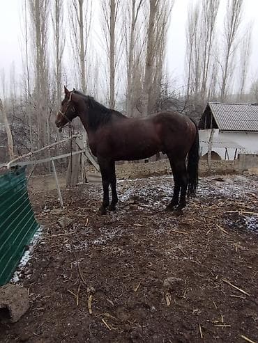 кон: Продаю | Жеребец | Рабочий — 4