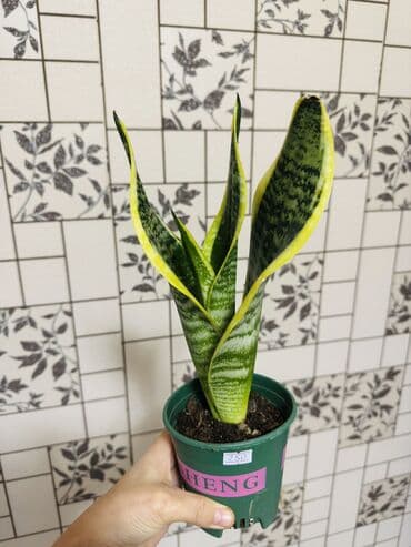 Драцены и Сансевиерии