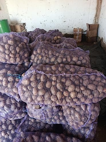 Картошка Оптом