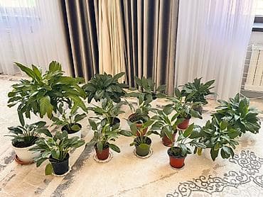 аквариумы бишкек: 200 - 300 - 400 - 500с Спатифиллумы (Spathiphyllum) — — 1