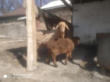 куплю телят: Продаю | Овца (самка) | Для разведения | Племенные — 4