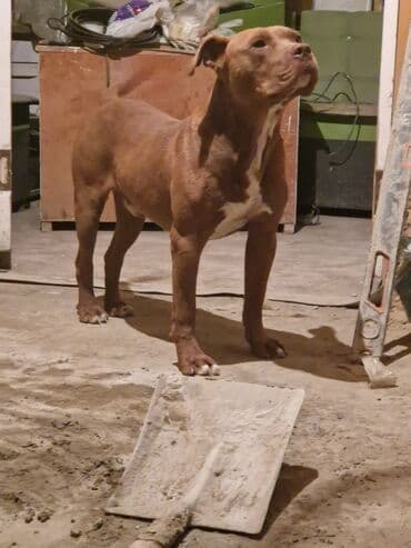 акустические системы koss колонка в виде собак: Питбуль, 9 айлык, Эркек — 1