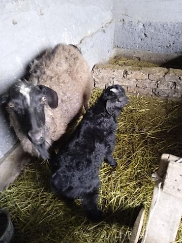 купить бенгальскую кошку: Продаю | Овца (самка) | Для разведения | Матка — 4