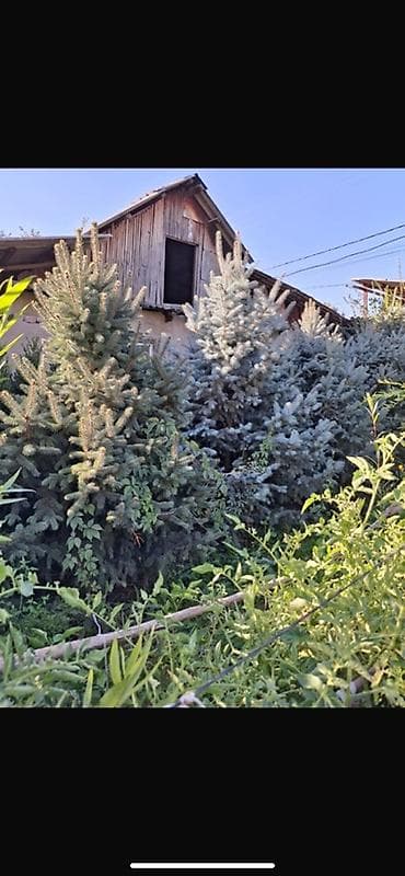 Ель колючая (Picea pungens, голубая ель) — саженцы разных размеров. -