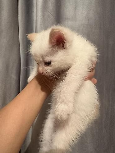 Отдам даром кошку: Отдам даром. Родились они 4го апреля — 4