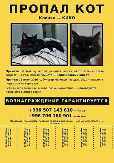 каракол кошка: Жоголгон : Эркек, Кара — 1