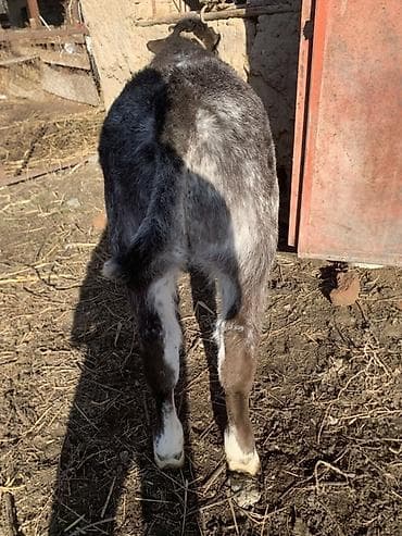 Зоотовары: Продаю | Музоо, торпок | На откорм | Племенные — 2