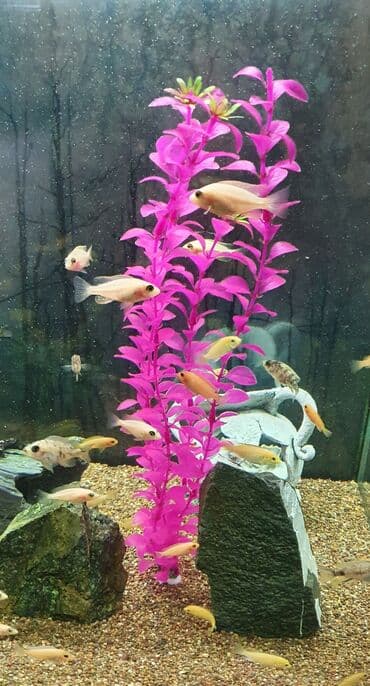 рыба аквариума: Аквариумные рыбки-цихлиды на любой вкус!!! Огромный выбор цихлид для — 16