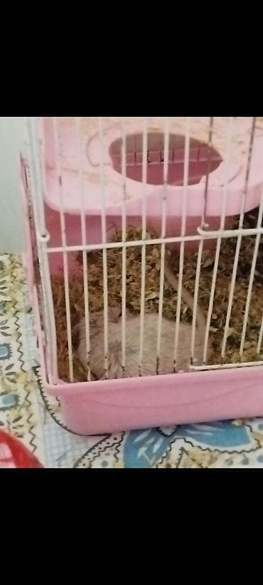 летучая белка: Монгольская песчанка (палевый/светлый окрас) с клеткой. Продам вместе — 1