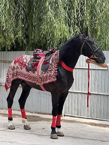 кунан байтал: Продаю | Конь (самец), Жеребец, Жеребенок | Для разведения, Рабочий, Конный спорт — 1