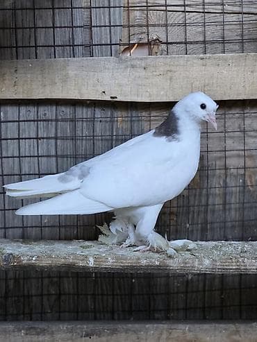 Животные: Продаю головастики,пакистанцы,такла турецкая,есть готовые пары и — 10