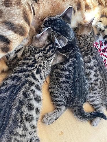 Котята помесь бенгала с домашним котом . Ярким леопардовым — 5