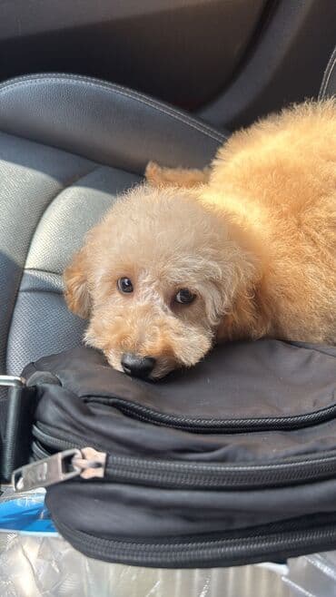 пидбуль кубинский: Мальтипу, 6 месяцев, Самец, С прививкой — 10