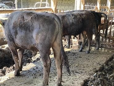 байтал минги: Продаю | Бык (самец) | На откорм | Привязанные — 2