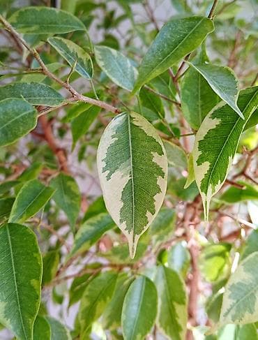 фикус цветок: ФИКУС Продаю ФИКУСЫ В каждом стаканчике по 5 веточек: хорошо — 6