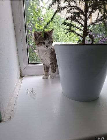 ячмен продаю: Котята, порода британская короткошерстная - Возраст: 1,5 месяца - — 6