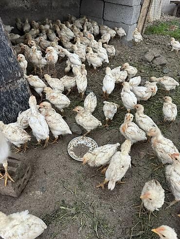 купить сокола в питомнике: Продаю | Цыплята | Бройлерная | На забой — 6