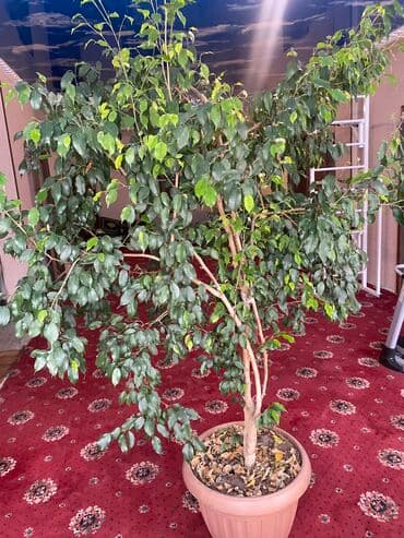 фикус али: Срочная распродажа. Самый большой Фикус Бенджамина на продаже — 3