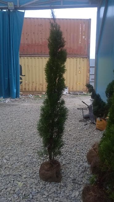 торфяные таблетки: Туя из Польши - высота 2 метра, сорт Смарагд» - Вариант — 4